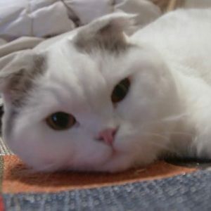 Meet your Posher, Taeri